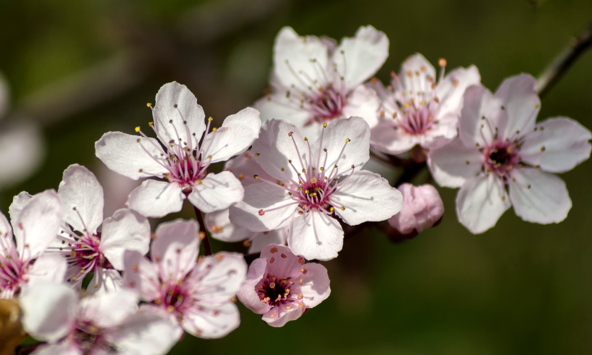 Cerisiers en fleurs